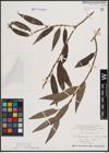 Foto von Salix fragilis L.